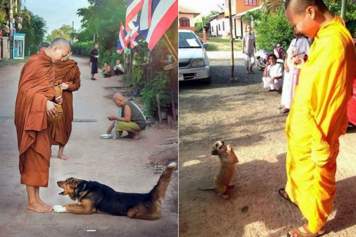 dog monk