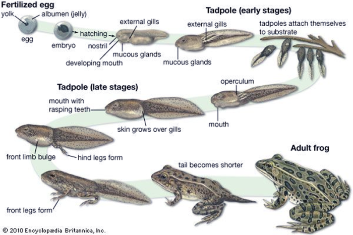 cyclelife of frog