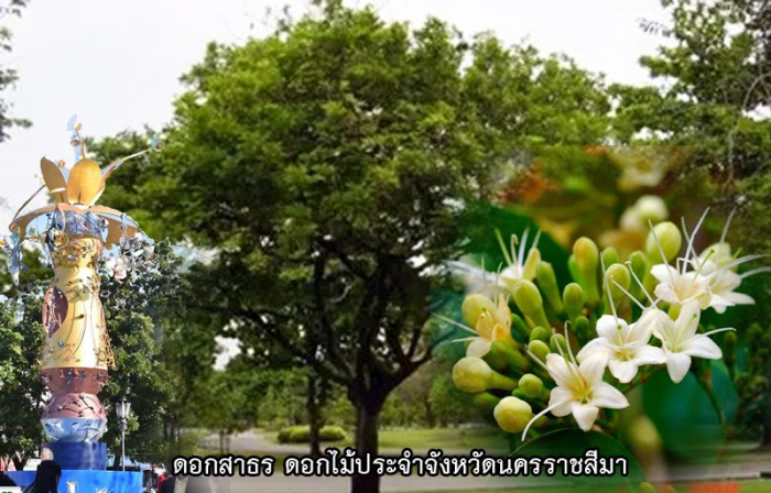 korat flower