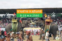 elephants surin 2017