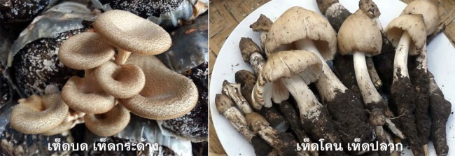mushroom 02