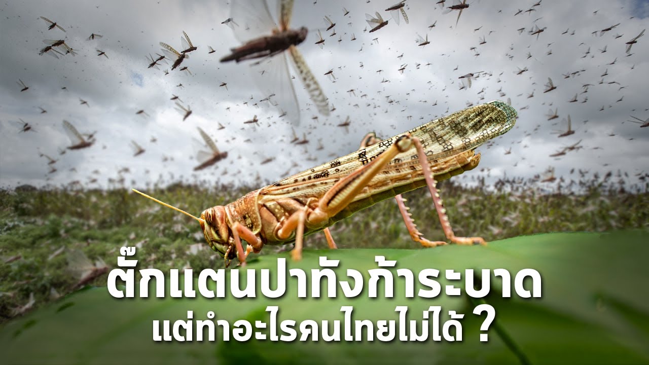 Insect protien 01