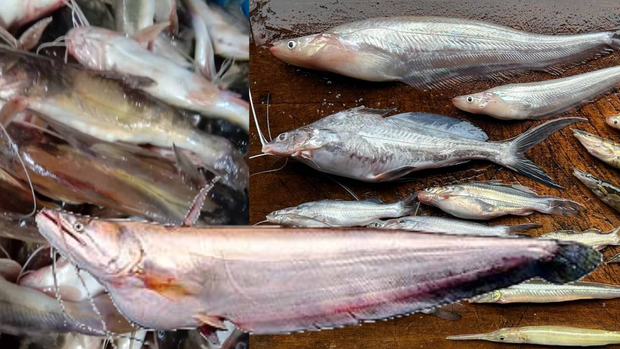 laab pla maenam chee 2