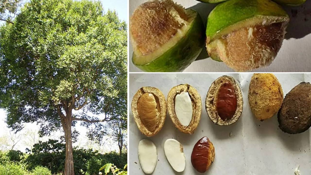 krabok isan almond